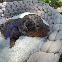 Cookie - Blue merle female Bernedoodle puppy in Rose Hill, North Carolina from Red Door Canines