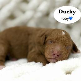 Ducky - Apricot male Goldendoodle puppy in Jackson, Mississippi from T.M. Poodles & Doodles