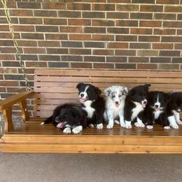 Border Collie Puppies from SoCal/Promise Land Border Collies