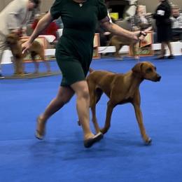 Rhodesian Ridgebacks from SUNCENTRAL RIDGEBACKS