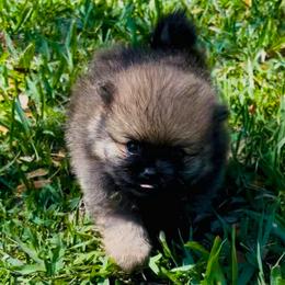 Sebastian - Red male Pomeranian puppy in Green Cove Springs, Florida from Natasha's Ark of Joy