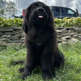 Mikey - Black male Newfoundland puppy in Tully, New York from Bear Paw Newfoundlands