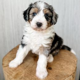 Cor - Blue merle male Aussiedoodle puppy in Arlington, Washington from Doodle Love Laugh