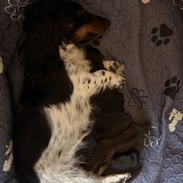 Dachshund puppies from English Cream Doxies