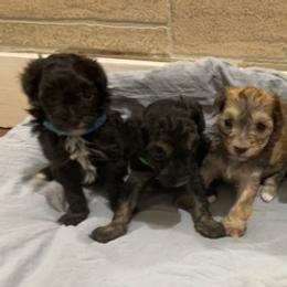 Assorted Doodle Crosses and Yorkshire Terriers from JC Yorkies