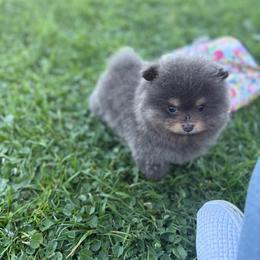 Indie - Blue and tan female Pomeranian puppy in El Sobrante, California from Little Lovers Kennels, LLC