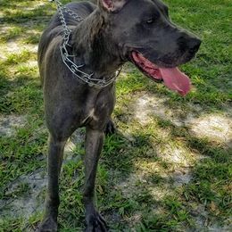 Great Danes from Unique Danes