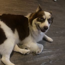 Mallow - Pomsky