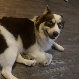 Mallow - Pomsky