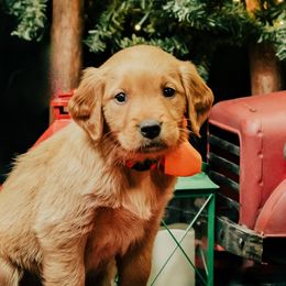 Golden Retrievers from Penny Lane Goldens of Derby Kansas