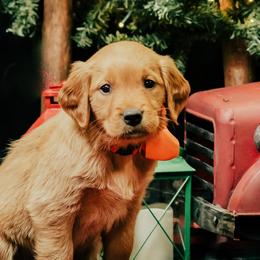 Golden Retrievers from Penny Lane Goldens of Derby Kansas