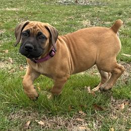Purple collar female - Fawn female Boerboel puppy in Bon Aqua, Tennessee from Erickson Ranch Boerboels