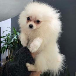 Pandora - Cream female Pomeranian puppy in Moody, Texas from Luxury Pets of Central Texas
