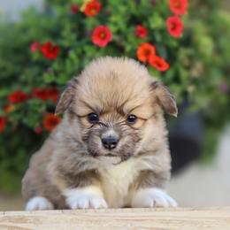 Rex - Sable male Pembroke Welsh Corgi puppy in Caliente, California from Rafter Cross 7