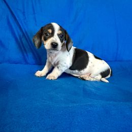 Daisy - Piebald female Dachshund puppy in Stilwell, Oklahoma from Ross Ranch Dachshunds