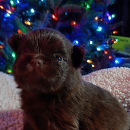 Cherokee pup 4 - Chocolate female Pomeranian puppy in Carrollton, Georgia from B AND R'S POMERANIAN'S