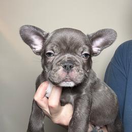Rowan - Brindle male French Bulldog puppy in Cleveland, Tennessee from Grammer's Southern Breeding
