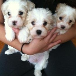 Havanese from Harmony Havanese