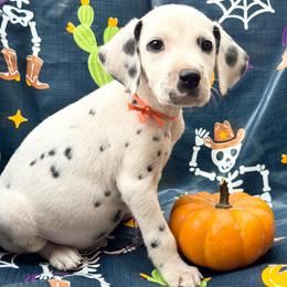 Orange (HUA) - White and black male Dalmatian puppy in Westhoff, Texas from Smart Dalmatians (LUA/HUA)