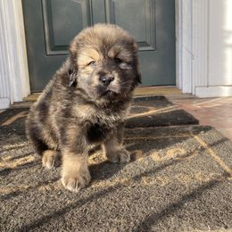 Neapolitan Mastiff and Tibetan Mastiff Puppies from Carolina Coastal Mastinos