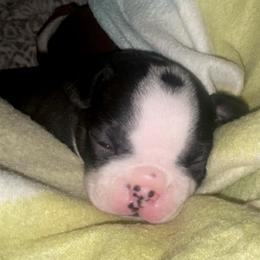 Raleigh - Black and white female Boston Terrier puppy in Murrells Inlet, South Carolina from Inlet Boston Terriers