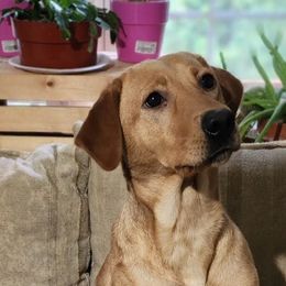 Mary - Labrador Retriever