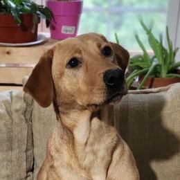 Mary - Labrador Retriever