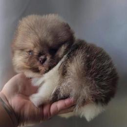 Honey - Pomeranian