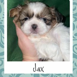 Shih Tzu Puppies from Lavender Lane Tzus