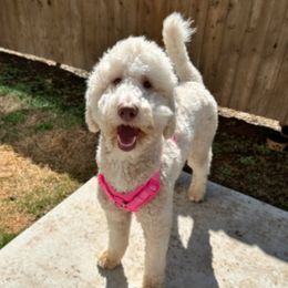 Goldendoodles and Poodles from Royal Doodles and Pups