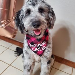 Aussiedoodles, Old English Sheepdogs, Poodles, and Sheepadoodles from Iowa's Doodle Co.