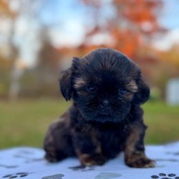 Girl 3 - female Shih Tzu puppy in Wakefield, Rhode Island from Shih Tzu Companions