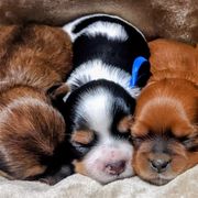 Shorkies from Pittman's Puppies