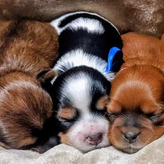 Shorkies from Pittman's Puppies