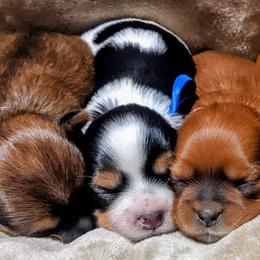 Shorkies from Pittman's Puppies
