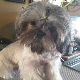 Stormie - Shih Tzu