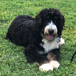 Samson - Bernedoodle