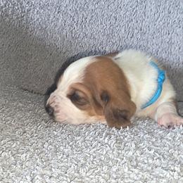 Light blue - Mahogany and white male Basset Hound puppy in Russellville, Kentucky from Morse's Basset Hounds