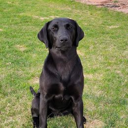 Sway - Labrador Retriever