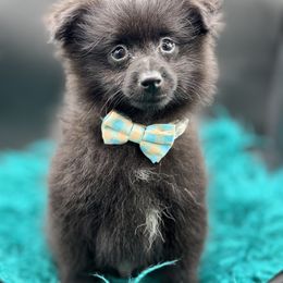 Chihuahua, French Bulldog, and Pomeranian Puppies from A&J cutie pawtooties