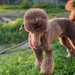 Poodles from LUCKY 7 LITTER