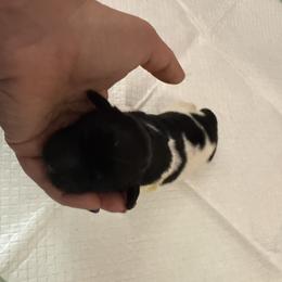 Newfoundland Puppies from Amanda Robinson