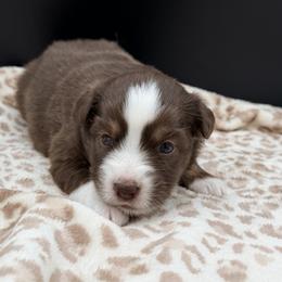 Girl 3 - Red tri female Miniature Australian Shepherd puppy in Arcadia, Indiana from Sunset Cowgirl Mini Aussies