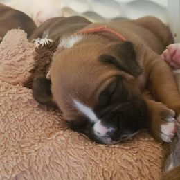 Boxer Puppies from Elevated Boxers