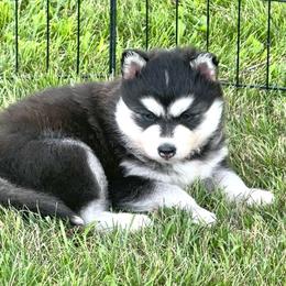 Lova - Black and white female Siberian Husky puppy in Collins, Iowa from Homegrown Huskies