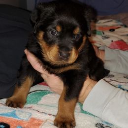 Rottweiler Puppies from vom Helligkeit
