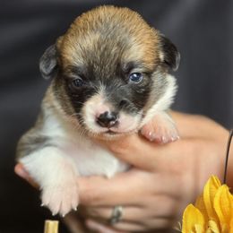 Yoki - Red female Pembroke Welsh Corgi puppy in Pollock, Missouri from Northstar