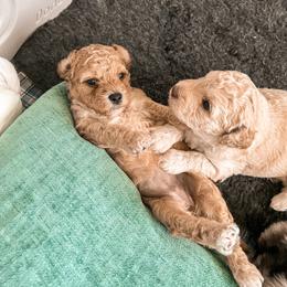 Goldendoodle Puppies from The Dood Effect