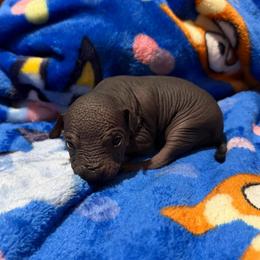 Horchata - Black white and tan female Xoloitzcuintli puppy in Manitowoc, Wisconsin from Wonderland Kennel