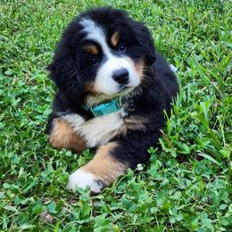 Bernese Mountain Dog Puppies from Allison Thornton